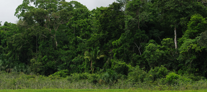 selva-3